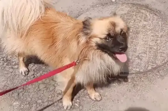 Пропала собака на улице Правды в г. Подольск