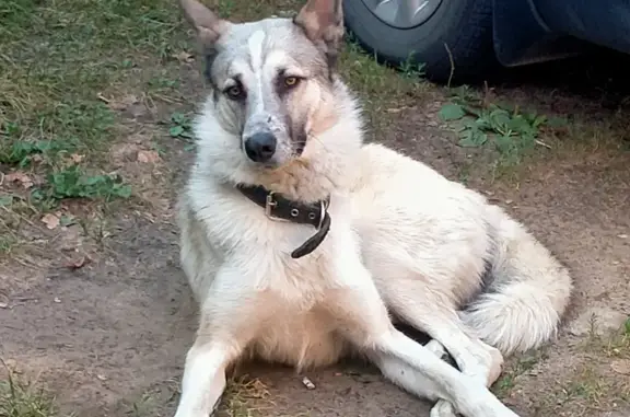 Найдена собака в районе станции Люберцы с ошейником и поводком