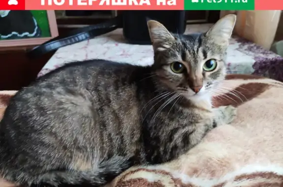 Кошки потеряшки, Петушки, фото: Потеряшка кошка на заправке Газпром между Петушками и Владимиром