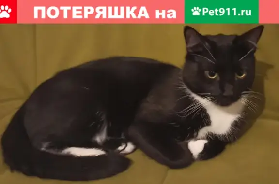 Пропал котик Оскар, Чертаново Южное, Москва.