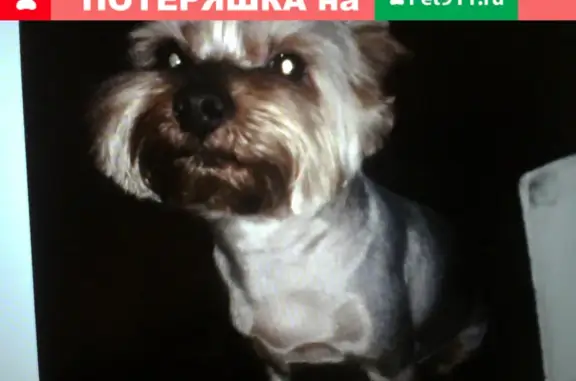 Собаки потеряшки, , фото: Потеряшка собака 