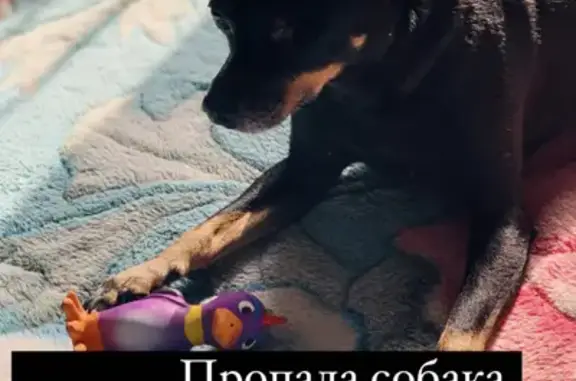 Собаки потеряшки, Томск, фото: Потеряшка Тойтерьер мальчик на Сибирской улице