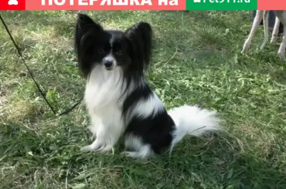 Собаки потеряшки, Калининград, фото: Потеряшка собака на ул. Химическая, Калининград