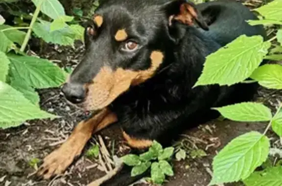 Найдена собака в Новинках, Нижний Новгород