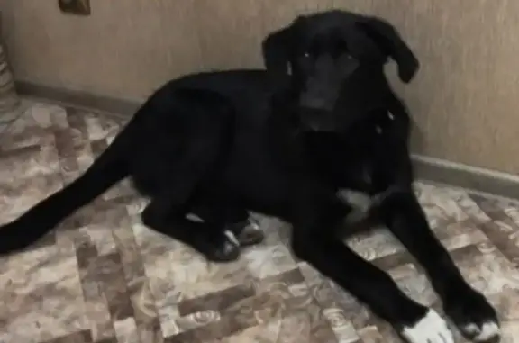 Собака найдена у ЗАГСа Верх-Исетского района.