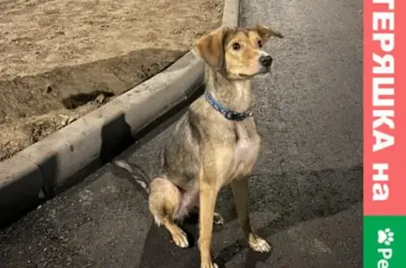 Найдена собака с ошейником на улице Зеленодольской