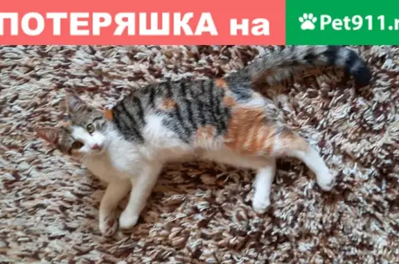 Найдена кошка в районе Автовокзала, Омск