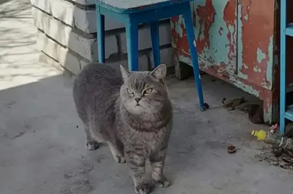 Пропала кошка в Волгограде, ул. Боровского, помогите найти!