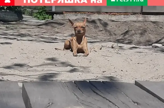 Потерянные животные Ангарск, фото: Пропала собака на развилке Хадахана-Русский Мельхитуй