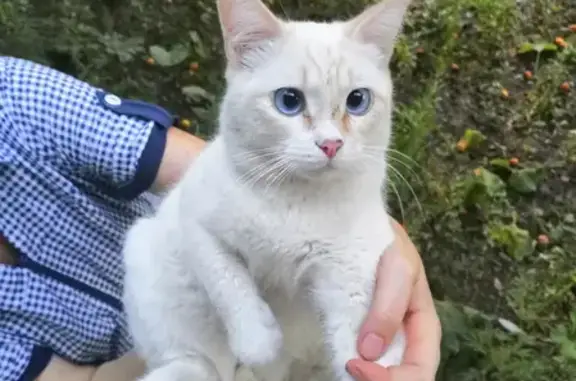 Найден кот в Энгельсе, ищем хозяина или новый дом