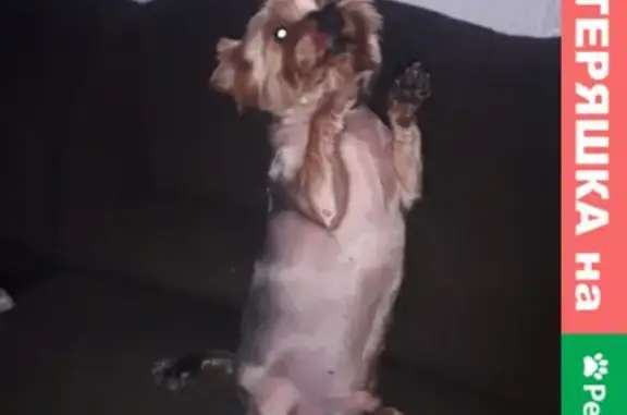 Собаки потеряшки, , фото: Потеряшка собака ЙОРК на Химическом переулке в СПб