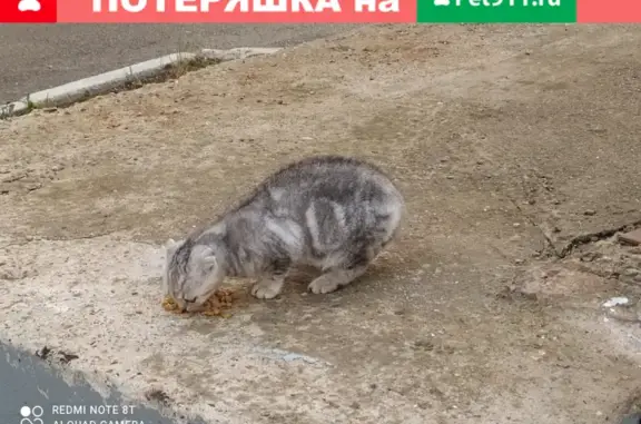 Найдена кошка, Уфа, фото: Найдена кошка на Революционной улице в Уфе
