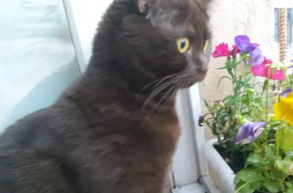 Кошки потеряшки, Санкт-Петербург, фото: Потеряшка кошка на Финском переулке - ищем 