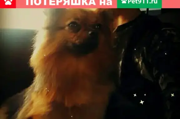 Объявления о пропавших и найденных животных, Нижний Новгород, фото: Пропала собака на Тонкинской улице