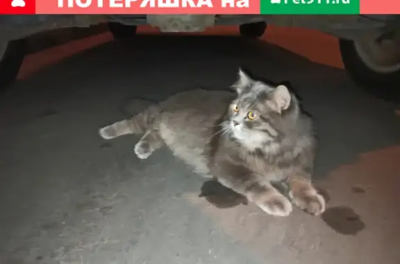 Найдена пушистая кошка на Варшавском шоссе 124