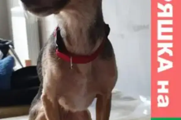 Собака найдена в Волоколамске с ошейником