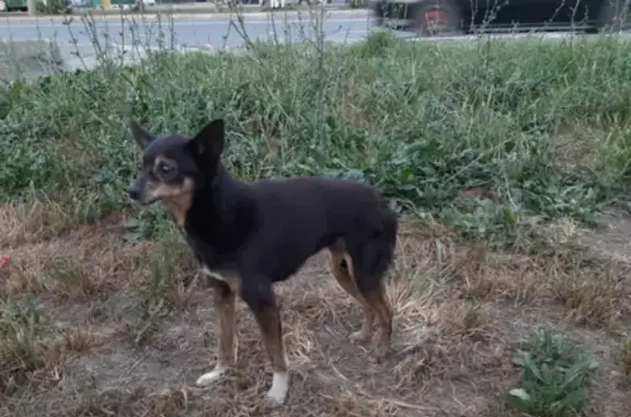 Найдена собака возле Автовокзала, ищем владельца