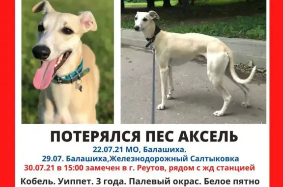 Пропала собака в районе ВДНХ и Останкино