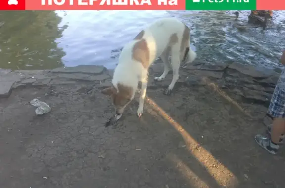 Найден пёс на улице Суворова, Краснодар