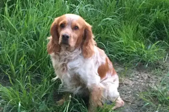 Собаки потеряшки, Куйвозовское, фото: Потеряшка собака Гриша в районе Борисова-грива после ДТП