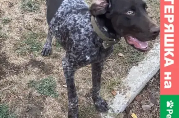 Собаки потеряшки, Ставрополь, фото: Потеряшка собака Босс в районе Татарского городища, адрес: ул. Спутник-6.