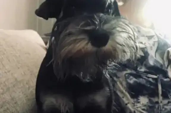 Собаки потеряшки, , фото: Потеряшка собака Герда на ул. Дружбы 35-А в Симферополе