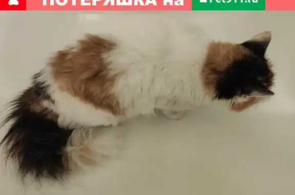 Найдена трехцветная кошка на ул. 8 Марта, Москва