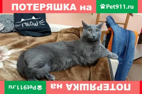 Пропала кошка Вася на Воронежской 36 к.1, Москва