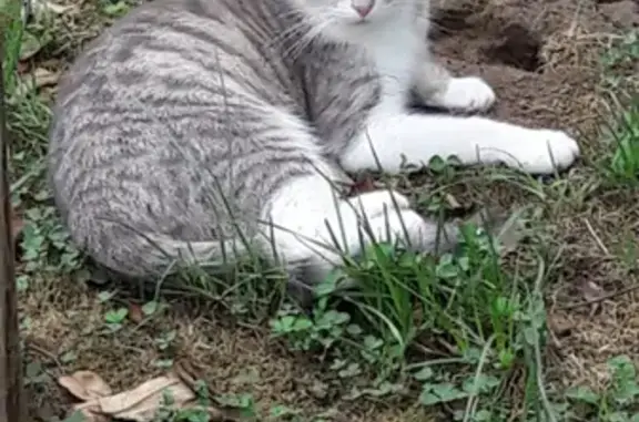 Найдена вислоухая кошка в СНТ Восток-ЗиЛ, Наро-Фоминский район