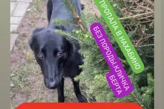 Пропала собака в СНТ Зарница, вознаграждение 10 000.