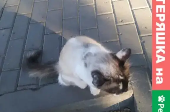 Найдена кошка на проспекте Патриотов 38 в Воронеже