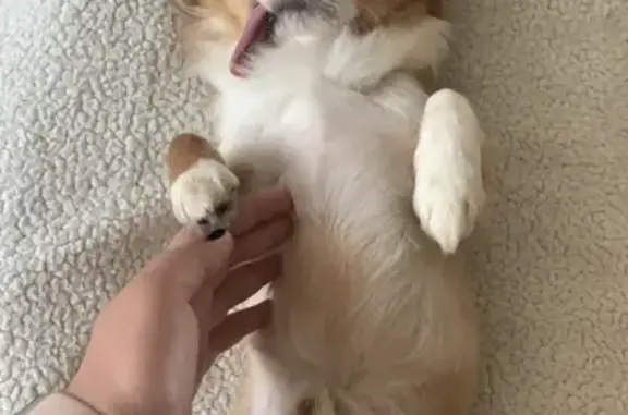 Собаки потеряшки, Брянск, фото: Потеряшка собака на улице Грибоедова, видели возле ЗАГСА