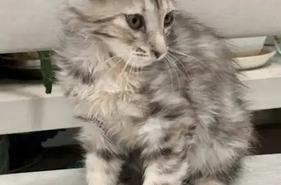Найдена кошка на Сумском проезде, девочка метис, возраст 2-3 месяца.