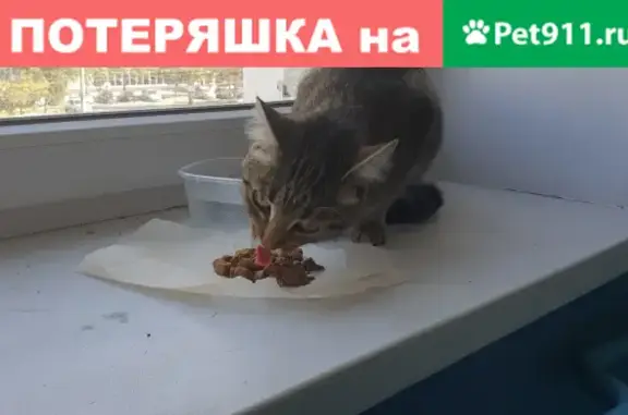 Найдена кошка на пр. Ленина 71А