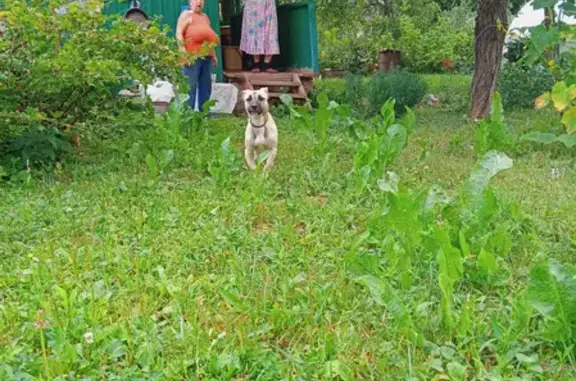 Найдена собака в Богородском районе