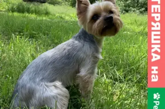 Собаки потеряшки, Иваньковское, фото: Потеряшка Йоркширский терьер Лакки возле с. Каверино, Тульская область