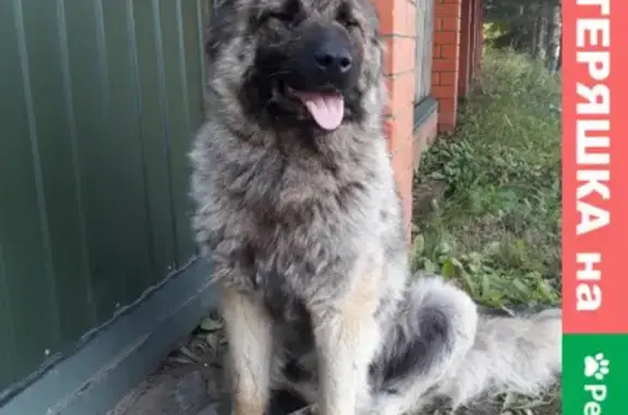 Собака Кавказская овчарка найдена в Сонино, Московская область, 46Н-01526.