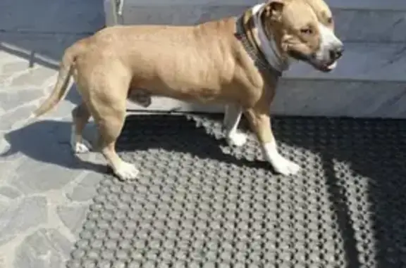 Найдена собака в Кашинах, Свердловская область