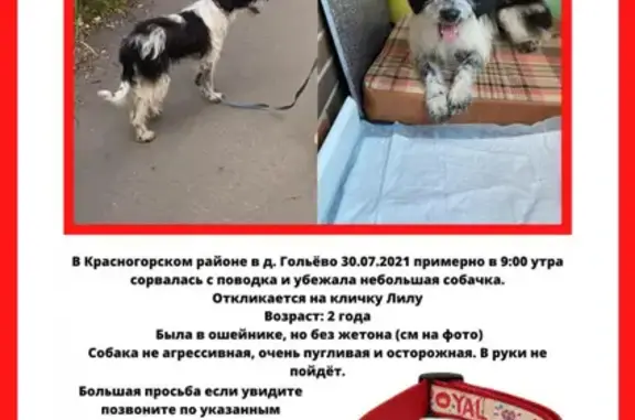 Пропала собака в Кунцево, вознаграждение 80 000 рублей!