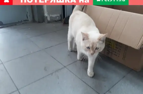Найдена домашняя кошка: 95 Волоколамское шоссе, Москва