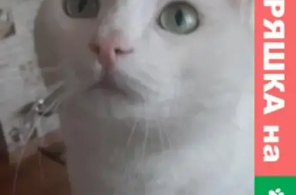 Потерянные животные Улан-Удэ, фото: Пропала кошка Лексус по адресу Дивизионная 835, Улан-Удэ