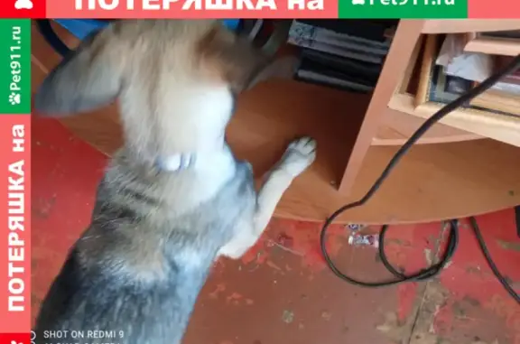 Найдена собака в районе ЦПКиО: Демченко 18А
