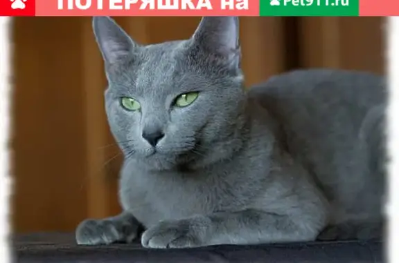 Потерянные животные Уфа, фото: Пропала кошка Вася на Архитектурной улице в Уфе