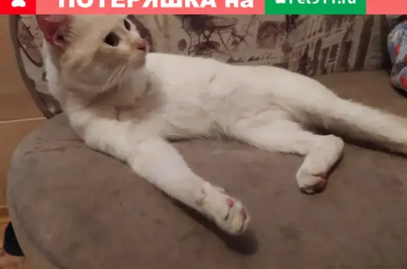 Найден котик на улице Смирнова 38/5, Томск.