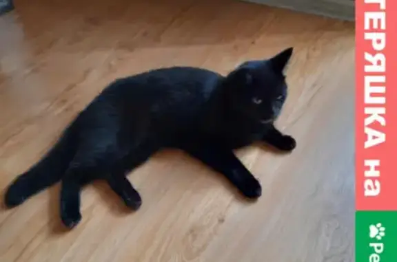 Найдена черная кошка возле школы №63, Восточный район