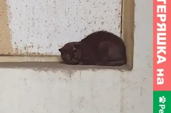 Найден чёрный кот у Фестивальной, Левобережный район, Москва