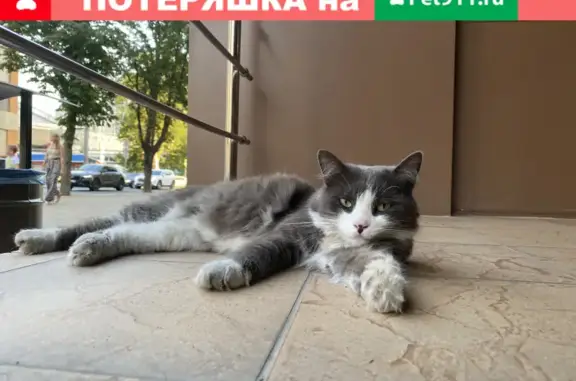 Найдена кошка на Октябрьской улице в Краснодаре
