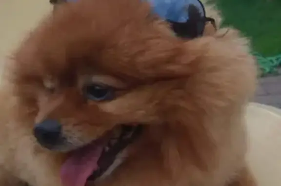 Собаки потеряшки, Уфа, фото: Потеряшка померанский шпиц Макс, вознаграждение - 89051801326