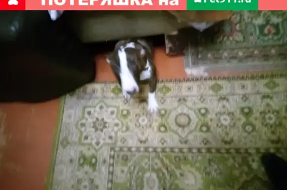 Собаки потеряшки, Русиновка, фото: Потеряшка собака Лора в д. Русиновка, Щекинский р-н.