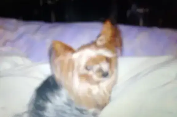 Потерянные животные Самара, фото: Пропала собака Чипа на ул. 22-го Партсъезда, Самара.